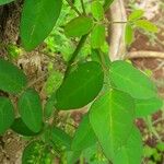 Oxalis barrelieri Blad