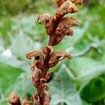 Orobanche flava Vrucht