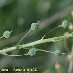 Neslia paniculata Frucht