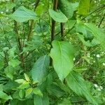 Populus balsamifera List