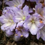 Hydrophyllum capitatum Blomst