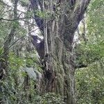 Podocarpus totara Кора