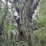 Podocarpus totara Bark