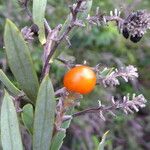 Daphne gnidium Fruit