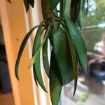 Hoya wayetii Leaf