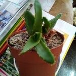 Aloe perfoliata叶