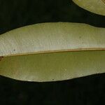 Calophyllum brasiliense Feuille