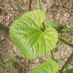 Echinocystis lobata Leaf