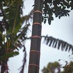 Areca catechu Bark