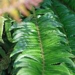 Polystichum lonchitis Lapas