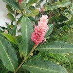 Alpinia purpurata Blomma