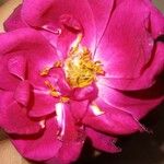 Rosa gallica Deilen