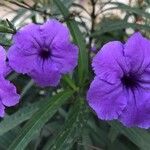 Ruellia simplex फूल