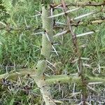 Vachellia seyal Casca