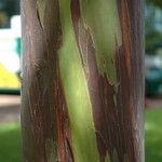 Eucalyptus deglupta Bark