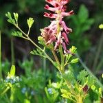 Fumaria officinalis Habit