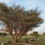 Acacia tortilis Hábito