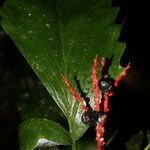 Reinhardtia simplex 花