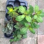 Fuchsia paniculata Leaf