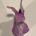 Orchis olbiensis Λουλούδι