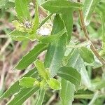 Grindelia squarrosa Leaf