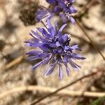 Jasione maritima Flor