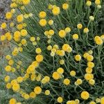 Santolina chamaecyparissus Flower