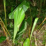 Heliconia pendula पत्ता