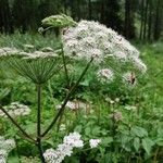 Angelica sylvestrisFlor