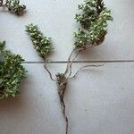 Guilleminea densa Blatt