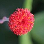 Kleinia grantii Flor