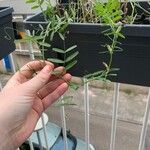 Vicia grandiflora Fuelha