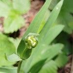 Silene vulgaris Cvet