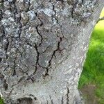 Quercus kelloggii 樹皮