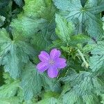 Geranium × oxonianum 葉