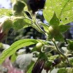 Atropa belladonna Fruitua