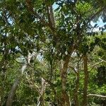 Atractocarpus platixylon Habit