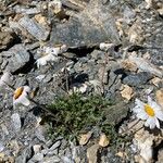 Leucanthemopsis alpina 花