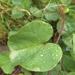 Cercis griffithii Leaf