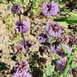 Mentha pulegium Habit