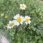 Tanacetum cinerariifoliumFlower