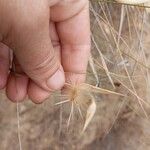 Lygeum spartum Fruit