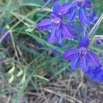 Delphinium consolida Blomst