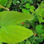 Bauhinia phoenicea Leaf