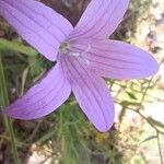 Campanula patula Λουλούδι