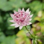 Astrantia major 花