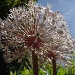 Allium karataviense Квітка