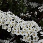 Spiraea × vanhouttei Õis