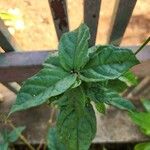 Fuchsia hybrida Hoja