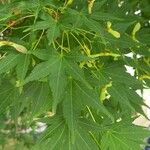 Acer palmatum Folha